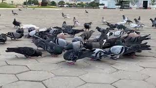 Beautiful Animals Pigeons