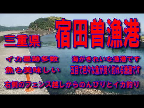 #17三重県宿田曽漁港右側のフェンス越しからのんびりとイカ釣り豊かな海豊かな自然 ファミリー家族連れ磯遊びサビキ釣りに良いですね干潮の時地元の人がヒジキ取りをしていました