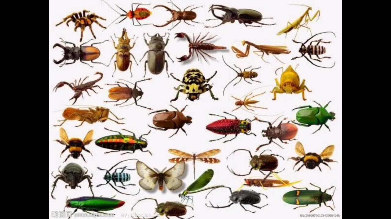 Насекомые картинки. Насекомые много. Многообразие насекомых. Насекомые картинки. С насекомыми это может быть.