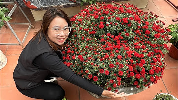 Cúc mâm xôi hàn quốc tết 2024 tại miền bắc 1/1/2024 -0988000395