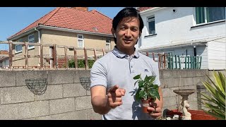 Limbu updates on how to grow Nepalese Akabare/Dalle and Naga chillies in the UK