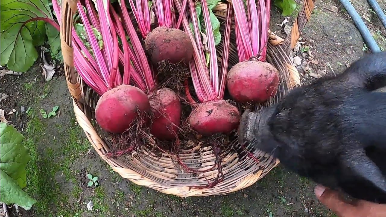 How To Grow Beetroots From Seed (Garden Ideas) - YouTube