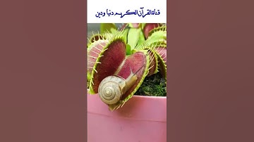 بأقل من نصف دقيقة ( من روائع الشيخ الباكي محمد صديق المنشاوي تلاوة عطرة من سورة لقمان) #قران_كريم