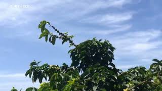 Walking On An Abandoned African Coffee Farm: The Ghosts Of Java.