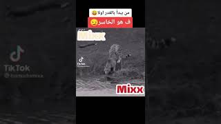 الفهد حوال ان يشرب فنقد عليه التمساح شاهد  قوة الفهد 051‏/2018معاينة3:36تمساح ضخم يَنْقَضُّ على فهد