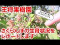 王将果樹園　5月最初のさくらんぼの生育状況