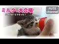【生後22日目】昨日とは違う反応の子猫達、激おこは？シャーは？ミルクの威力は絶大だった【保護子猫】