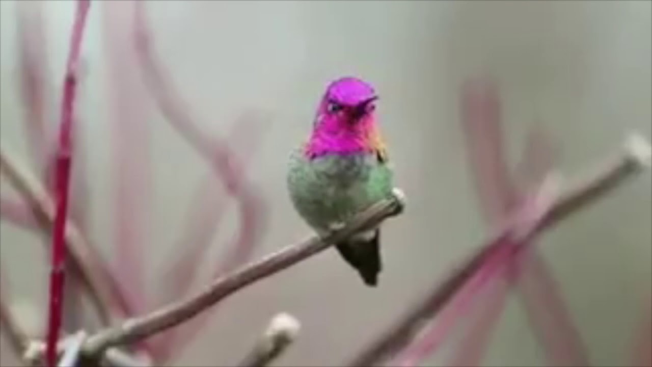 Bird Changing its color | Mesmerising Beauty Of Nature | One Shot Creationz