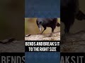 Incredible Crow Uses Tools To Catch Bugs You Won T Believe Your Eyes Crow Shorts Amazing mp3