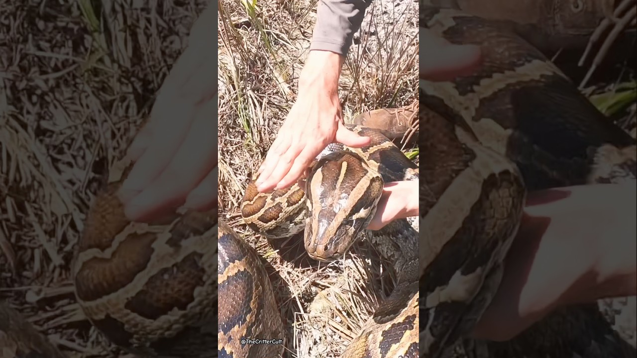 Общий вес пойманного питона — 257 фунтов 🐍 Если вы ещё не видели полную версию видео, посмотрите ...