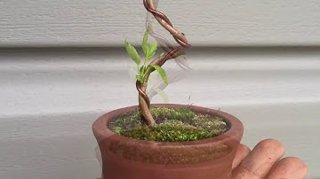 Mame Trident Maple Bonsai