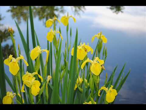 Video: Iirised (88 Fotot): Lille Istutamine Ja Hooldamine Kevadel Avamaal. Kuidas Kukke Istutada? Millised Nad Välja Näevad? Mis Värvid On Iiris?