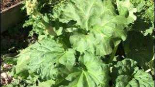 Rabarber - odla rabarber 5 knep du som vill ha stor rabarberskörd bör känna till