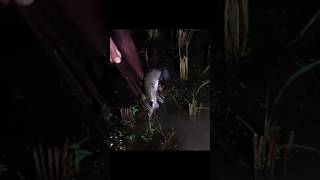 night fishing video #fishing