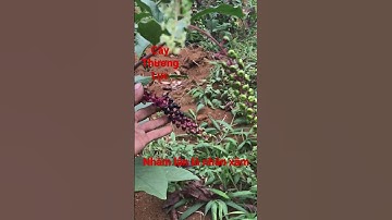 Cây thương lục không phải nhân xâm #shorts
