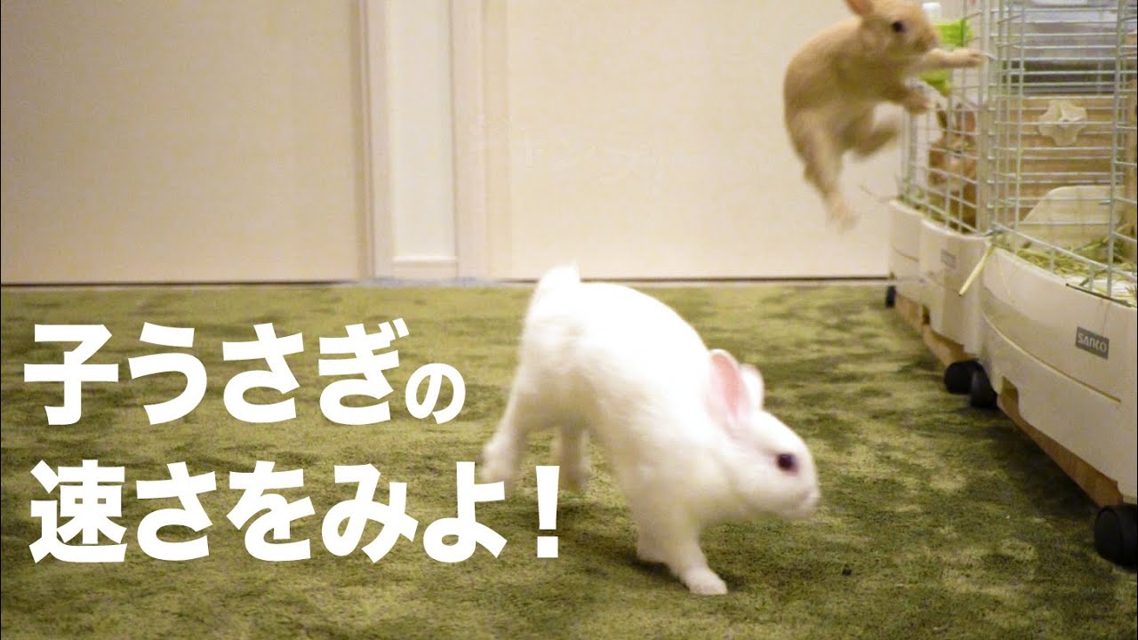 ご報告 すごいスピードで走り回る子うさぎ達 深夜の部屋んぽ The Report Rabbits Running At Great Speed Youtube