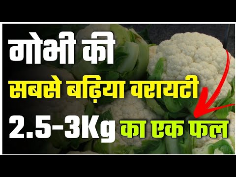 वीडियो: हम गोभी की बग के साथ युद्ध में हैं