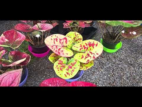 ผลสลากกินแบ่งรัฐบาล วันที่ 1 พย. 2567