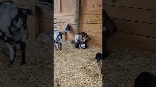 Watch Our Baby Goats, Play, Bounce And Be Cute In The Nursery.