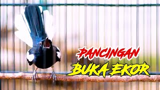 KACER GACOR MEMANGGIL, PANCINGAN KACER MALAS BUNYI AGAR GACOR BUKA EKOR
