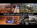 The best calving shed setup possible! Tour and clean out