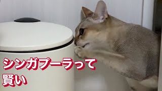 シンガプーラ って賢いです