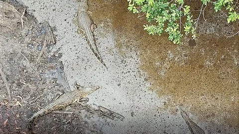 Drone nearly gets eaten by crocodiles