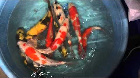 Kohaku, showa, ki utsuri girin