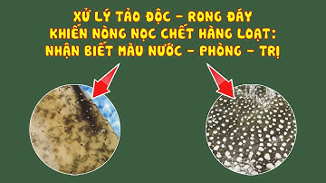 Số 165 - Đoán nguyên nhân nòng nọc ếch chết hàng loạt qua màu nước bể ương, cách xử lý | Ếch giống