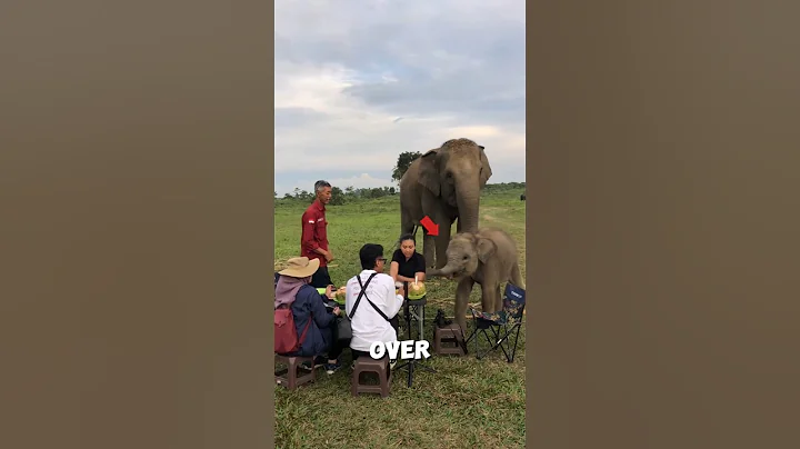 This Baby Elephant Just Wanted a Snack… 🐘🍽️ #shorts