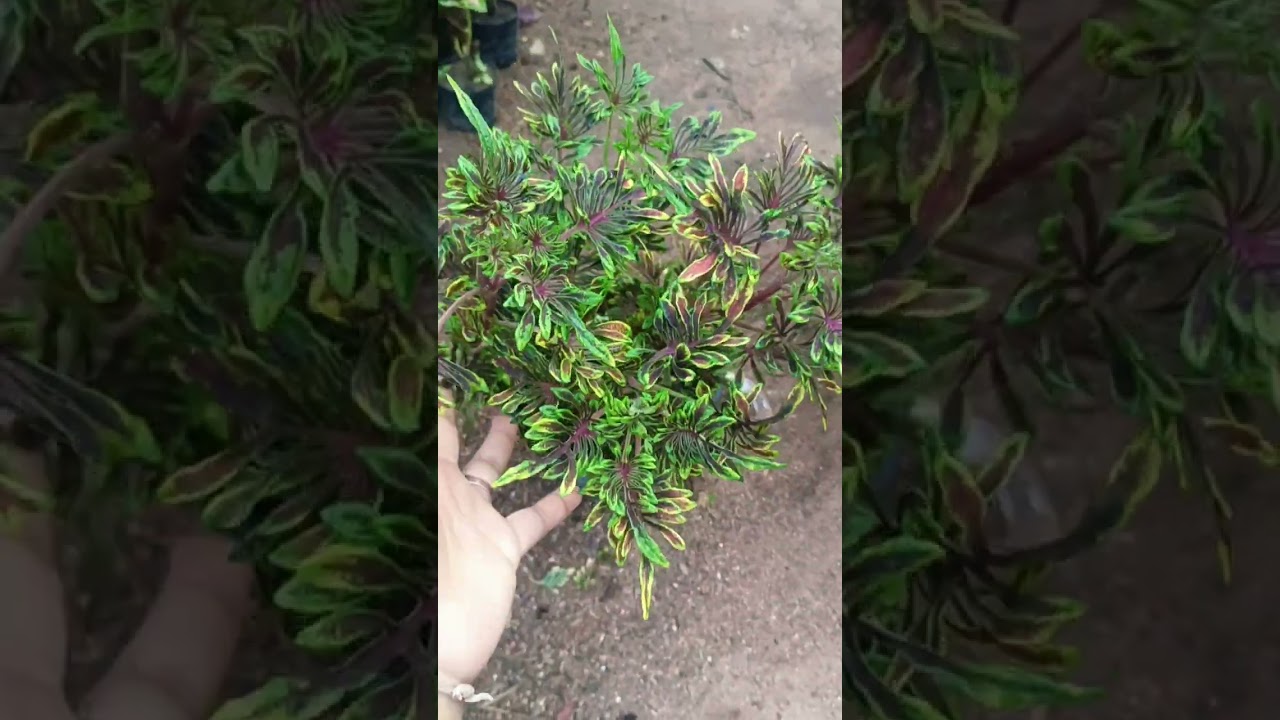 น้องๆได้บ้านใหม่ต้นชำฤาษีผสมหลากสีค่ะ