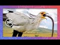Secretarybird Vomits Snake to Feed Chick | Wildlife in 360 VR