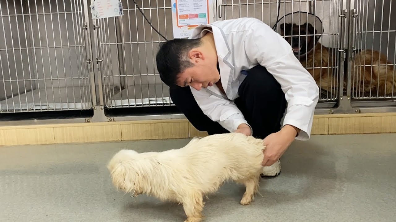 Dog Meat Trucks Are Full Of Dogs. How Can We Save Them?