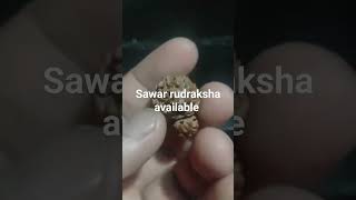 Sawar rudraksha