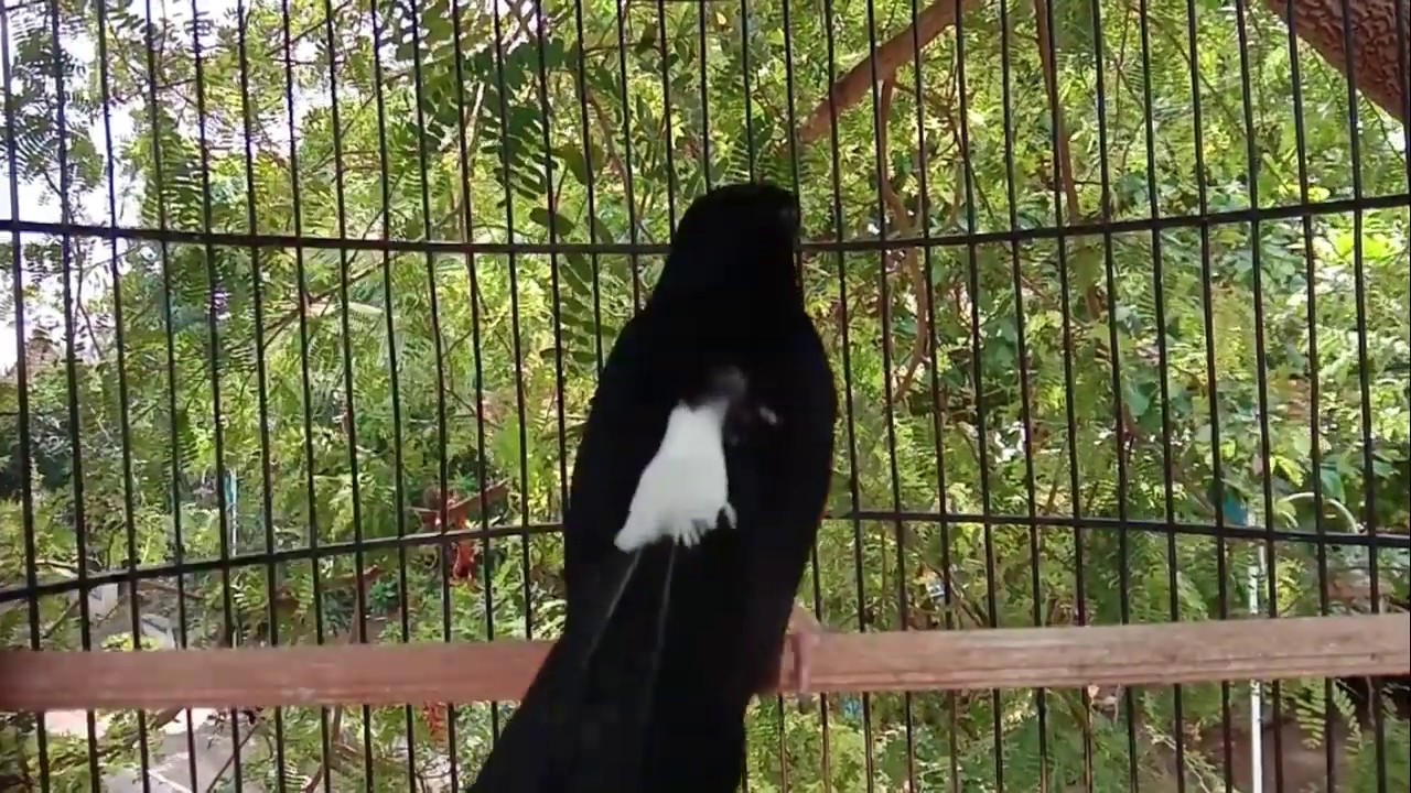 Kumpulan Suara Masteran Burung Gereja Untuk Memaster Burung Anda
