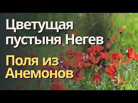 Цветущая пустыня Негев - поля из анемонов!