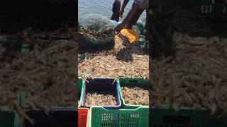Shrimp farm | live prawns harvest #shorts #prawns #seafood #viral #viralshorts