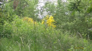 Le promeneur que je suis déambule au lieu dit "la  Font du Loup " à Firminy-Vert le 26 Mai 2024