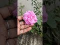 Rose Flowers 🌹😻#homegardening#beautymygarden🌱🧑🏽🌾#gardeningwithpushpa#ytshorts