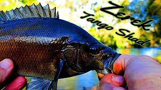 Zerek Tango Shad - Sooty Grunter Fishing - Venomous Snake Encounter