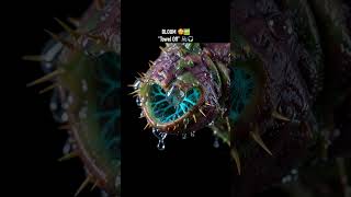 Alien biology meets raw electronic beats: BLOOM x NoBanks Nearby