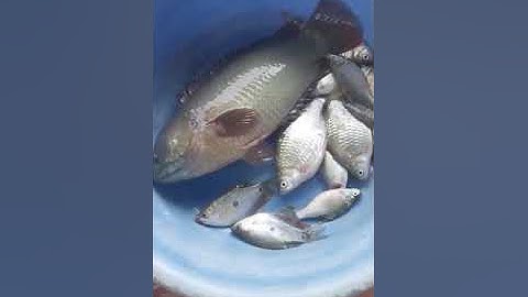 #shorts Con cá rô biết nói luôn || #nguvica