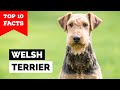 Welsh Terrier - Top 10 Facts の動画、YouTube動画。