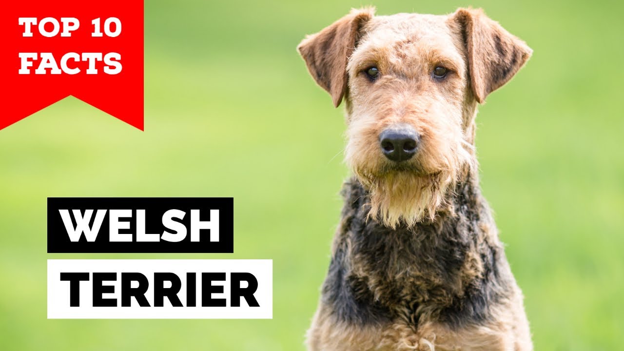 Welsh Terrier Top 10 Facts YouTube