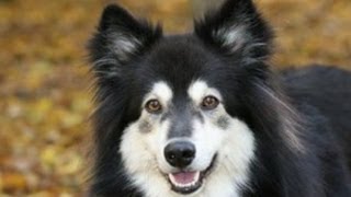 dog tricks while playing ball with Finnish Lapphund