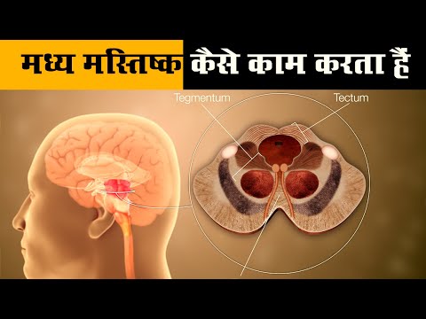 मध्य मस्तिष्क कैसे काम करता हैं - midbrain in hindi