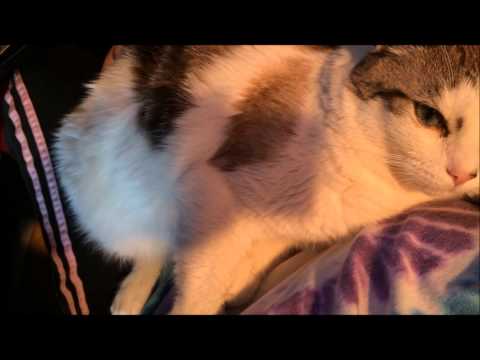 वीडियो: बिल्लियों में स्नायु संकुचन रोग (मायोक्लोनस)