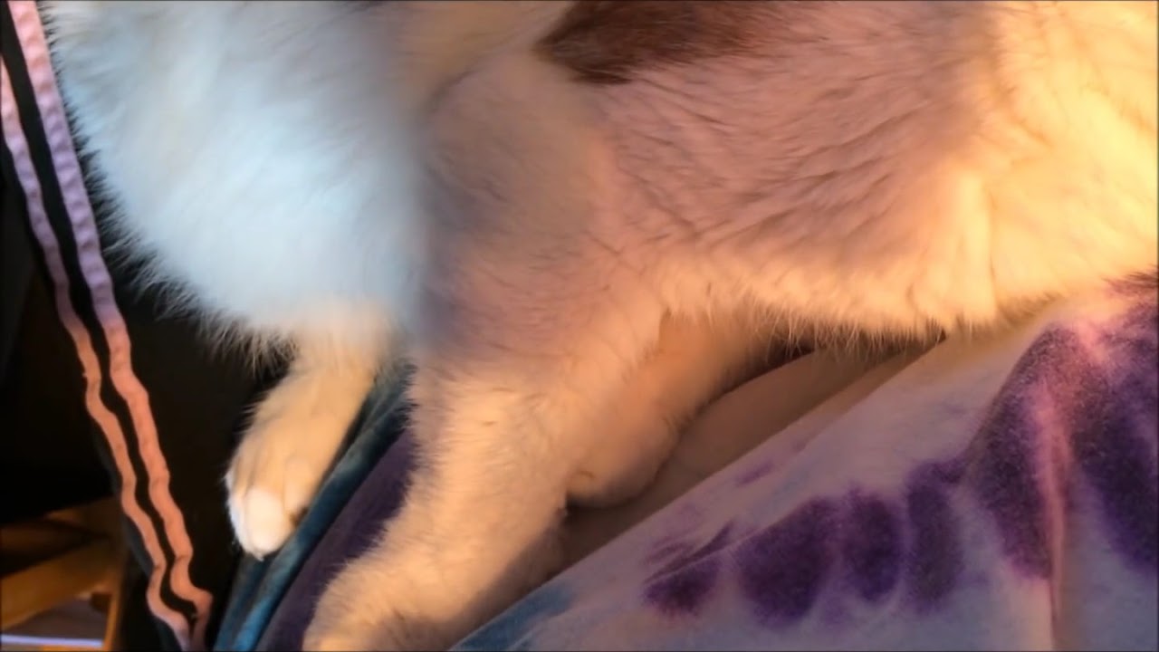 5 Cat Muscle Spasm degenerative Neurologic Disease YouTube 5 Cat Muscle Spasm degenerative Neurologic Disease YouTube