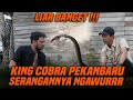 Test keganasan king cobra pekan baru yang super galak 