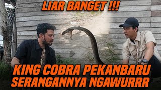 TEST KEGANASAN KING COBRA PEKAN BARU YANG SUPER GALAK !!